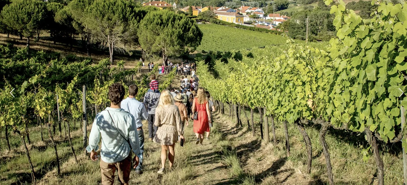Vignobles de la Quinta de Sant’Ana